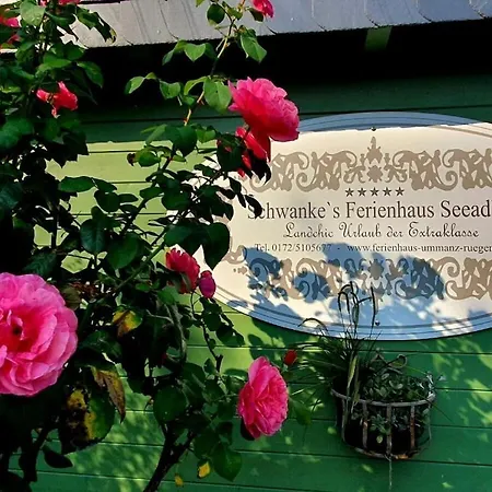 Schwanke's Seeadler *